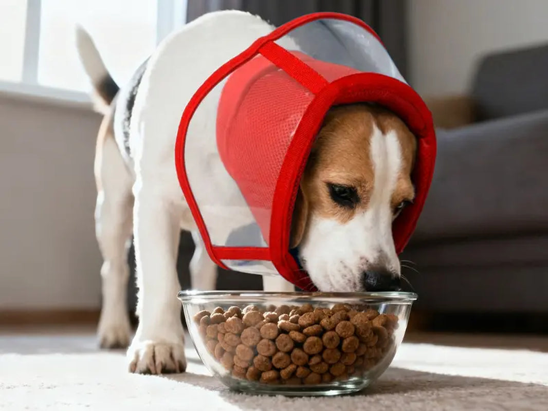 Adjustable Soft E-Collar for Dogs – Breathable & Humane Post-Surgery Recovery Cone to Prevent Licking